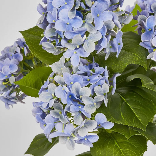Potted Real Touch Hydrangea Blue